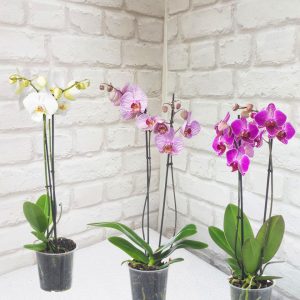 орхидея феленопсис