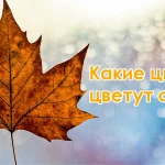 Какие цветы цветут осенью