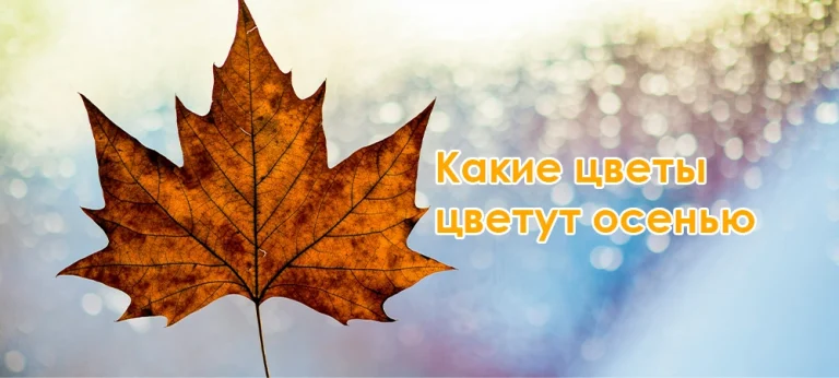 Какие цветы цветут осенью